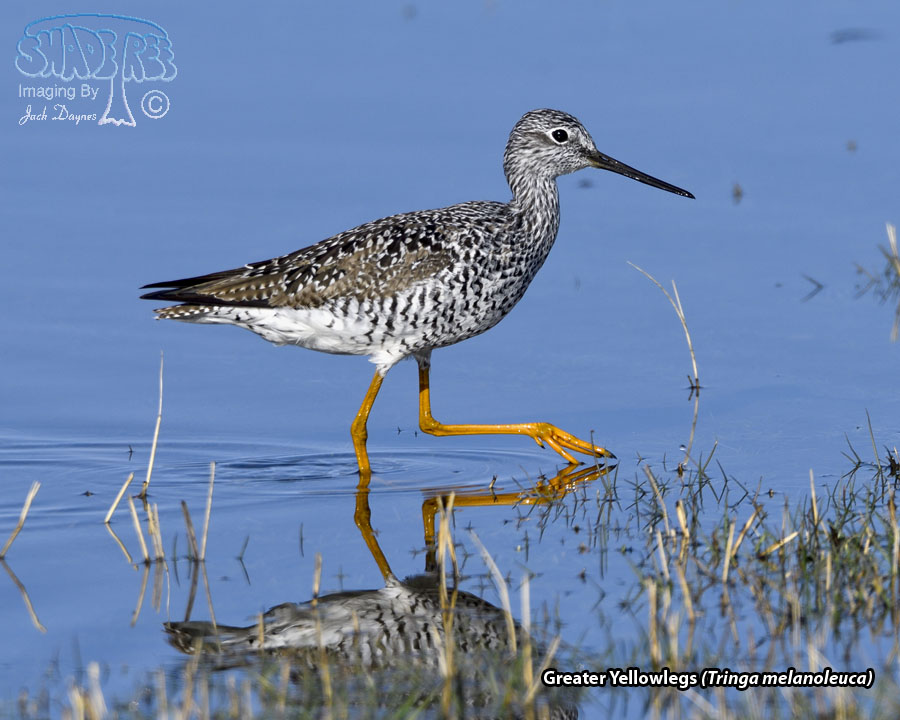 Greater Yellowlegs - Tringa melanoleuca