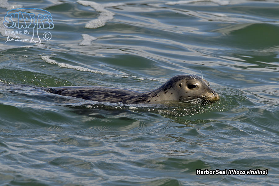 Harbor Seal - Phoca vitulina