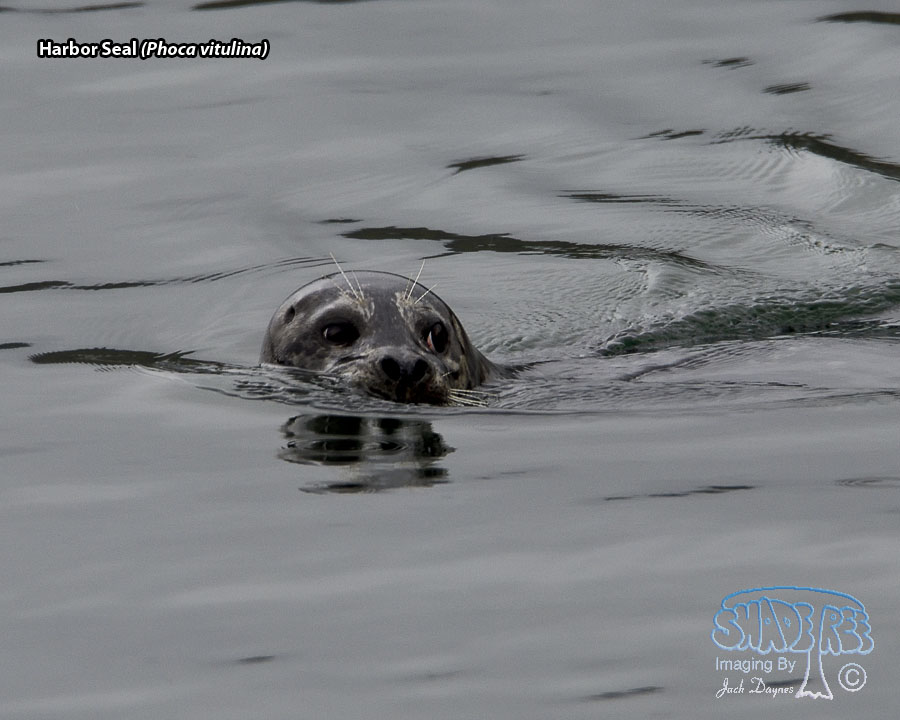 Harbor Seal - Phoca vitulina