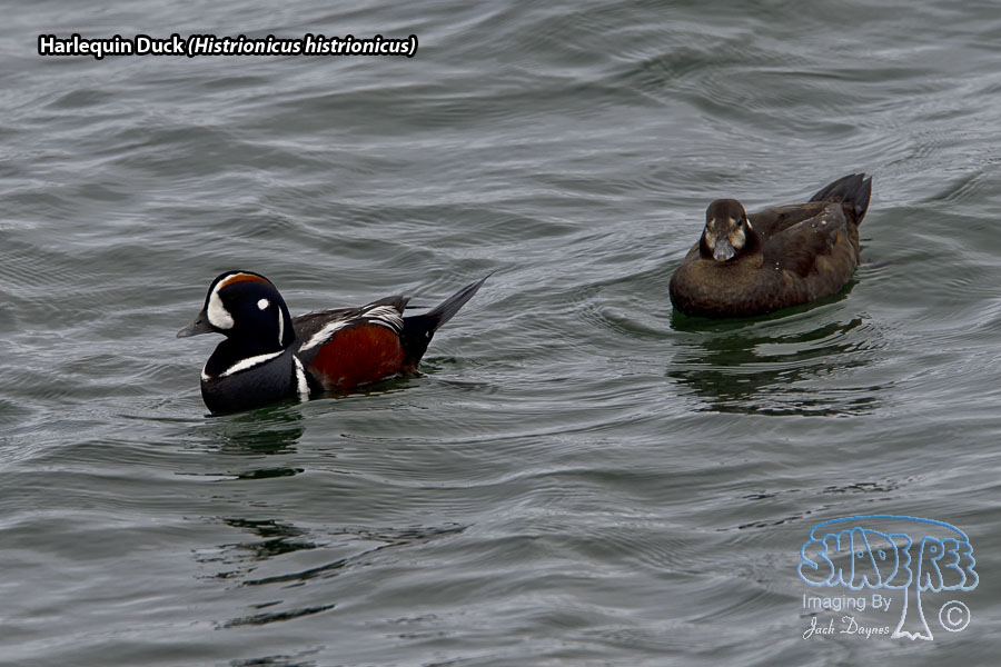 Harlequin Duck - Histrionicus histrionicus