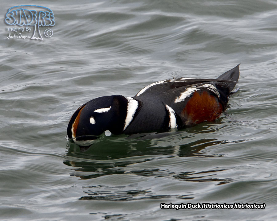 Harlequin Duck - Histrionicus histrionicus