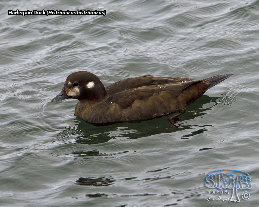 Harlequin Duck - Histrionicus histrionicus