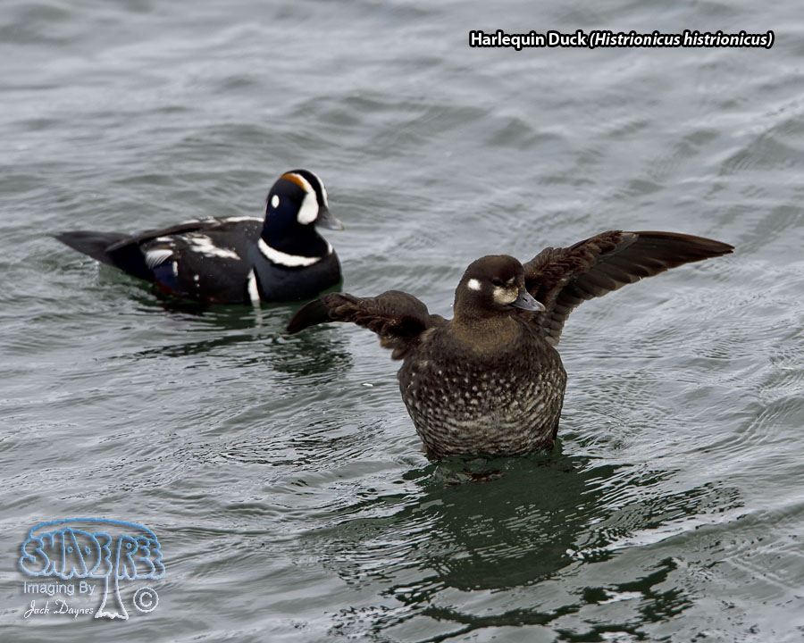 Harlequin Duck - Histrionicus histrionicus