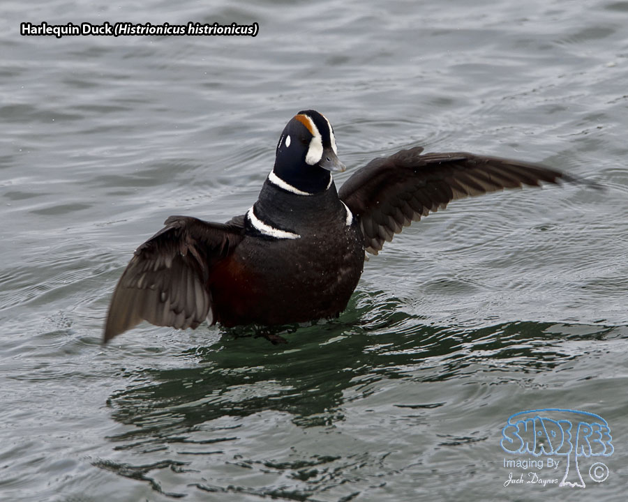 Harlequin Duck - Histrionicus histrionicus