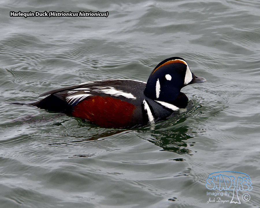 Harlequin Duck - Histrionicus histrionicus