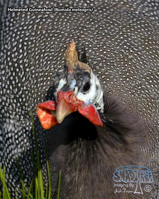 Helmeted Guineafowl - Numida meleagris