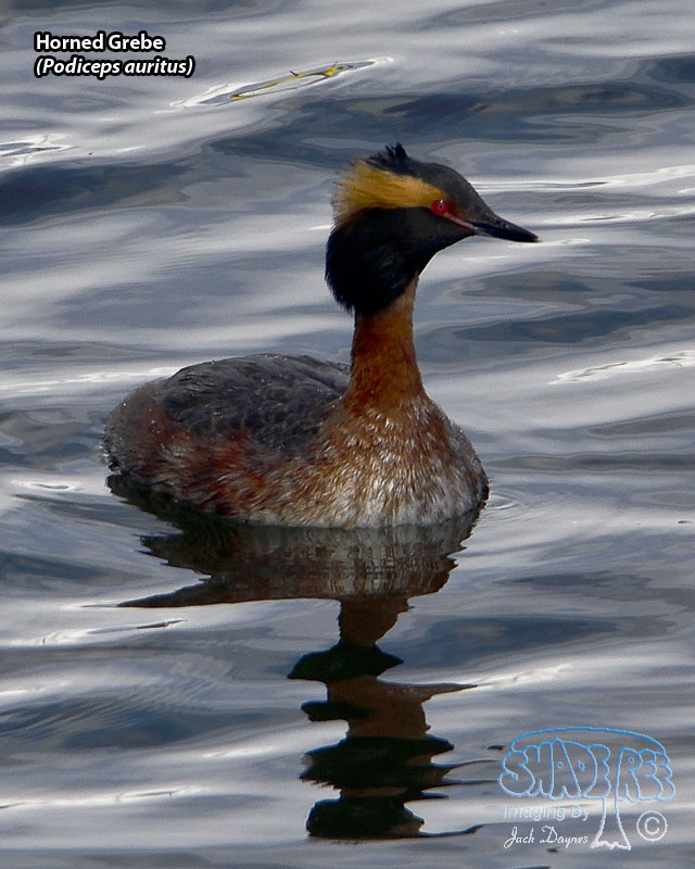 Horned Grebe - Podiceps auritus