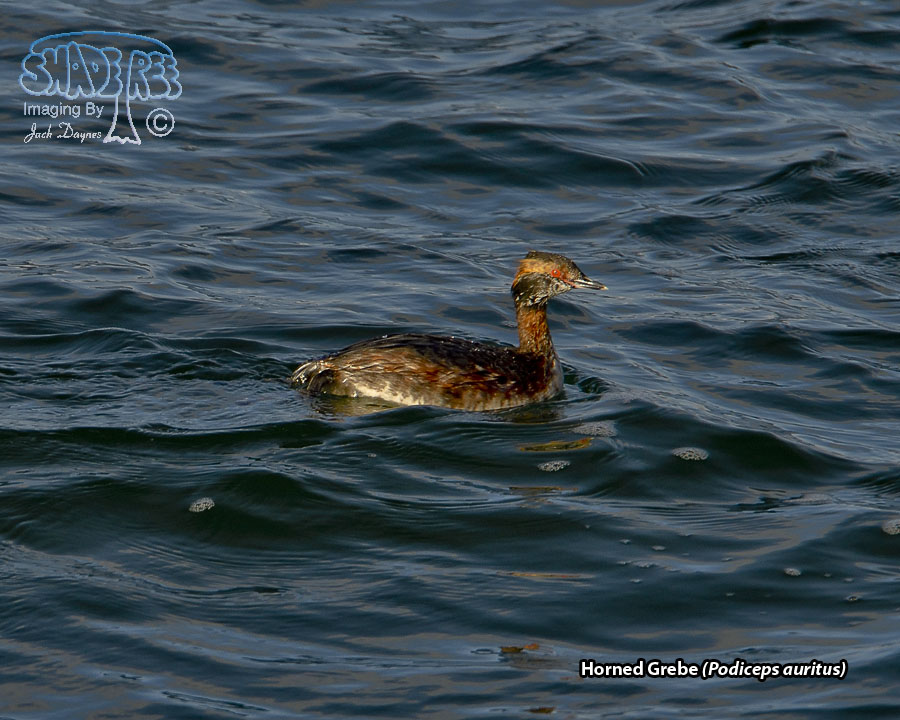 Horned Grebe - Podiceps auritus