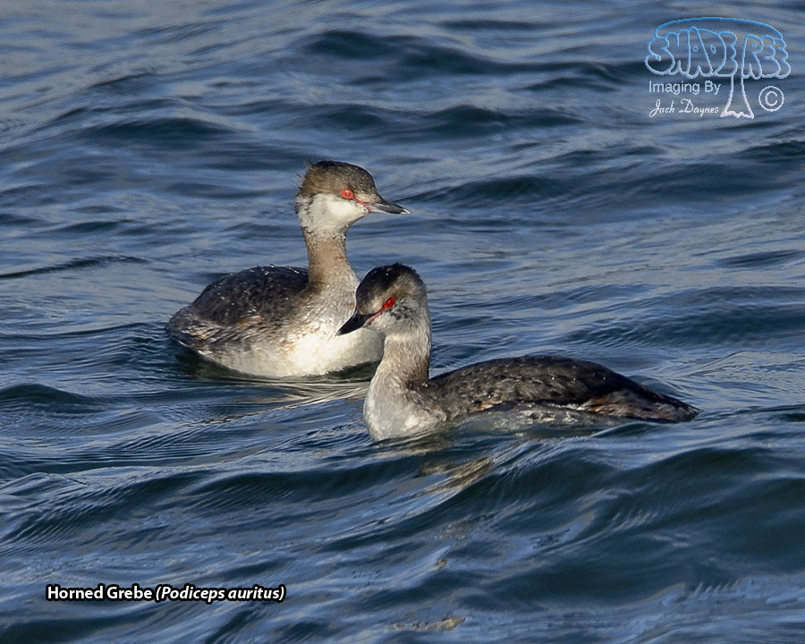 Horned Grebe - Podiceps auritus