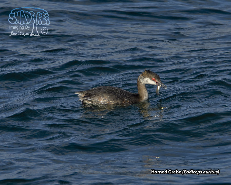 Horned Grebe - Podiceps auritus