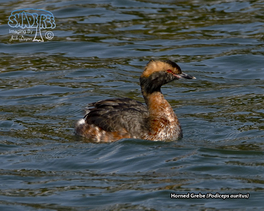 Horned Grebe - Podiceps auritus
