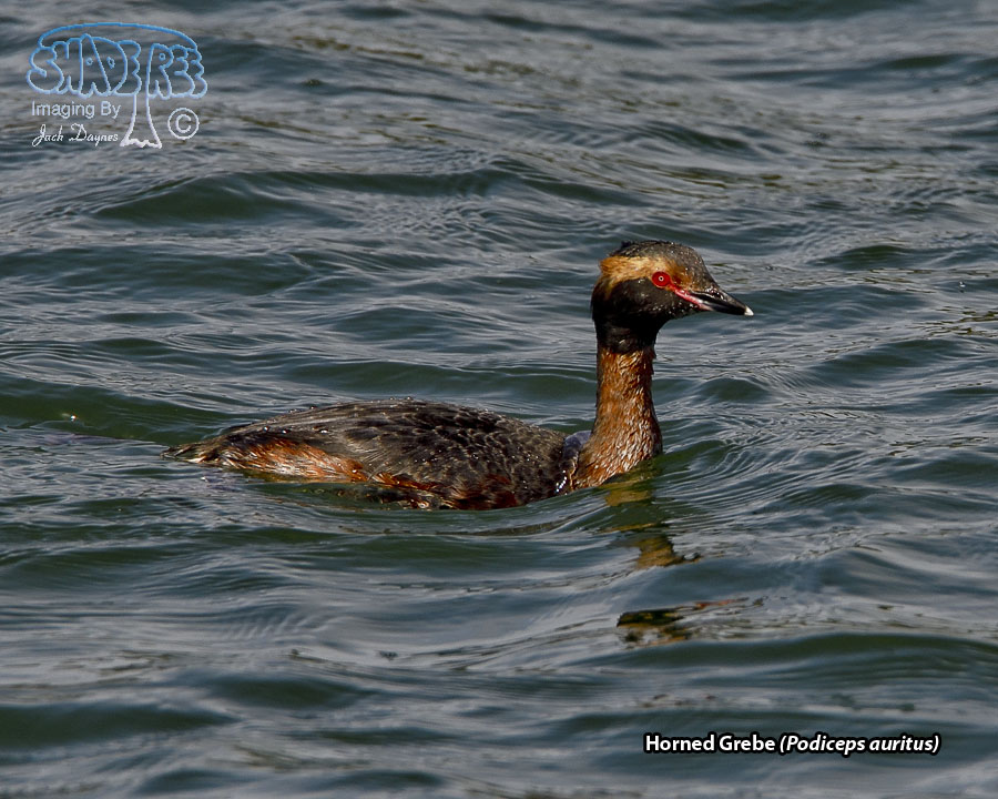Horned Grebe - Podiceps auritus