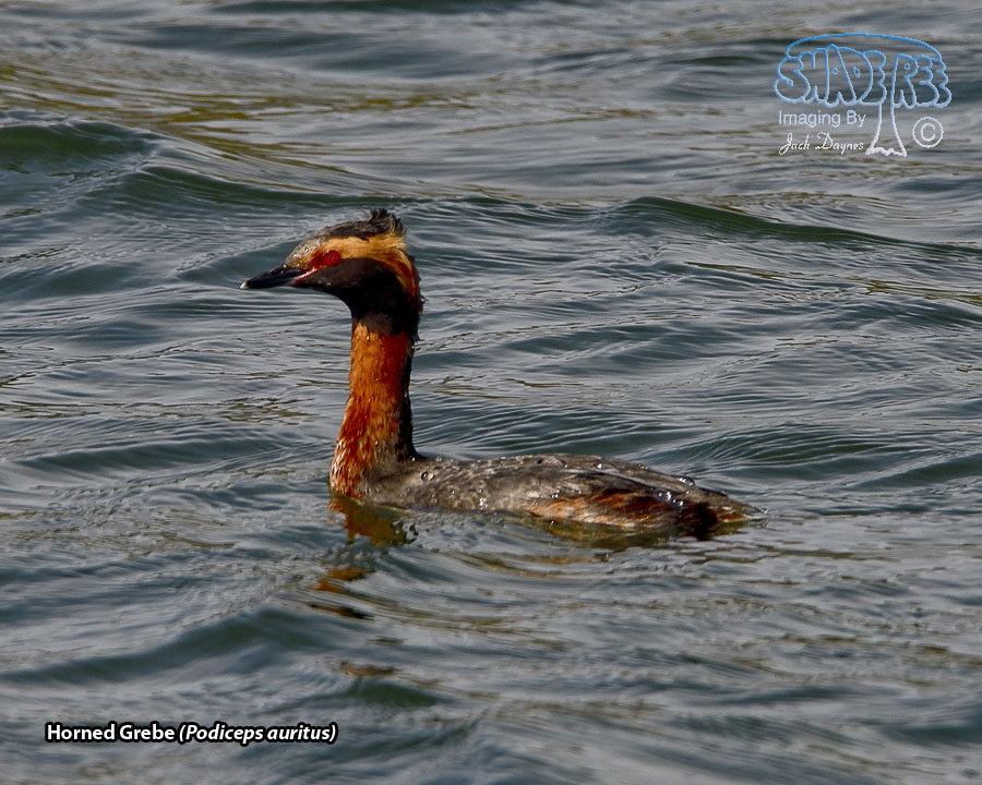 Horned Grebe - Podiceps auritus