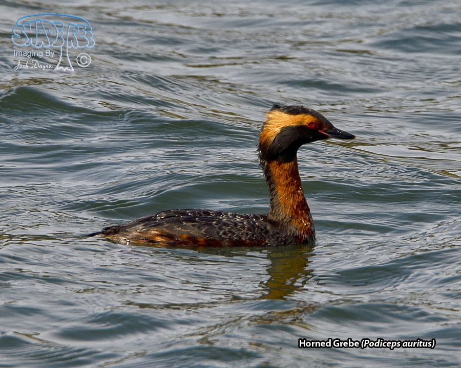 Horned Grebe - Podiceps auritus