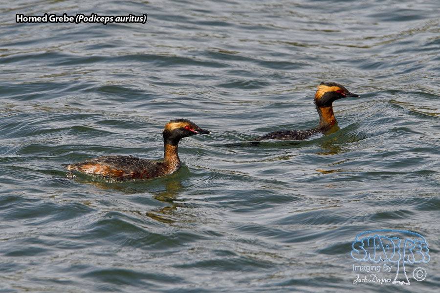 Horned Grebe - Podiceps auritus