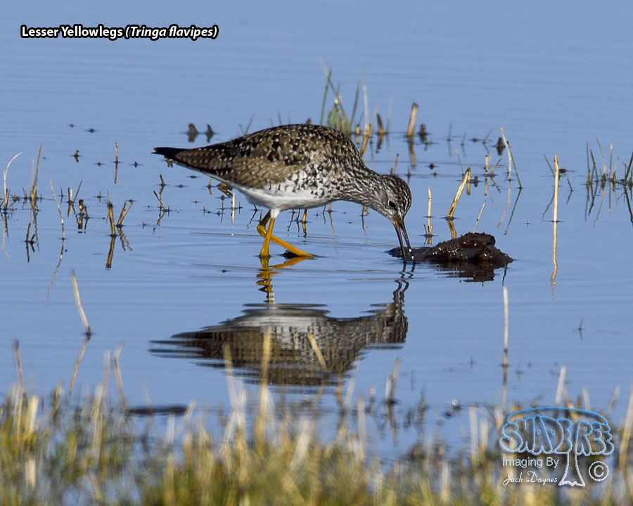 Lesser Yellowlegs - Tringa flavipes