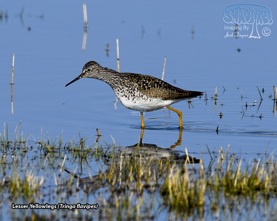Lesser Yellowlegs - Tringa flavipes
