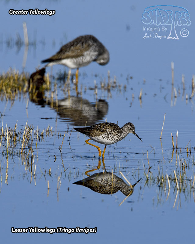 Lesser Yellowlegs - Tringa flavipes