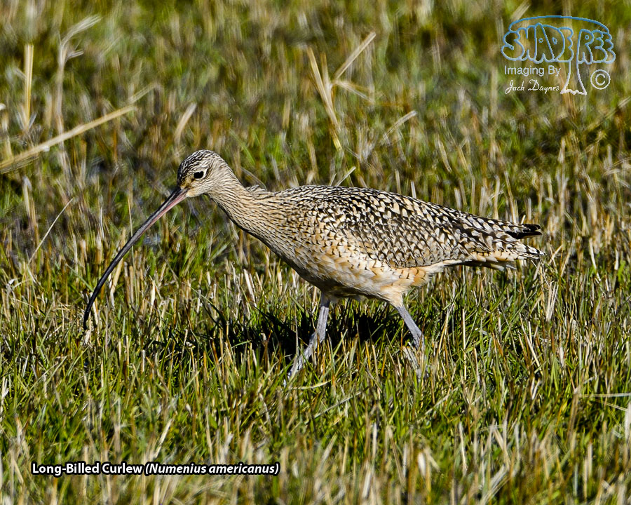 Long-Billed Curlew - Numenius americanus