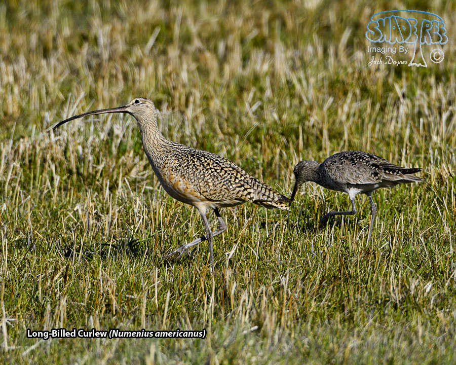 Long-Billed Curlew - Numenius americanus