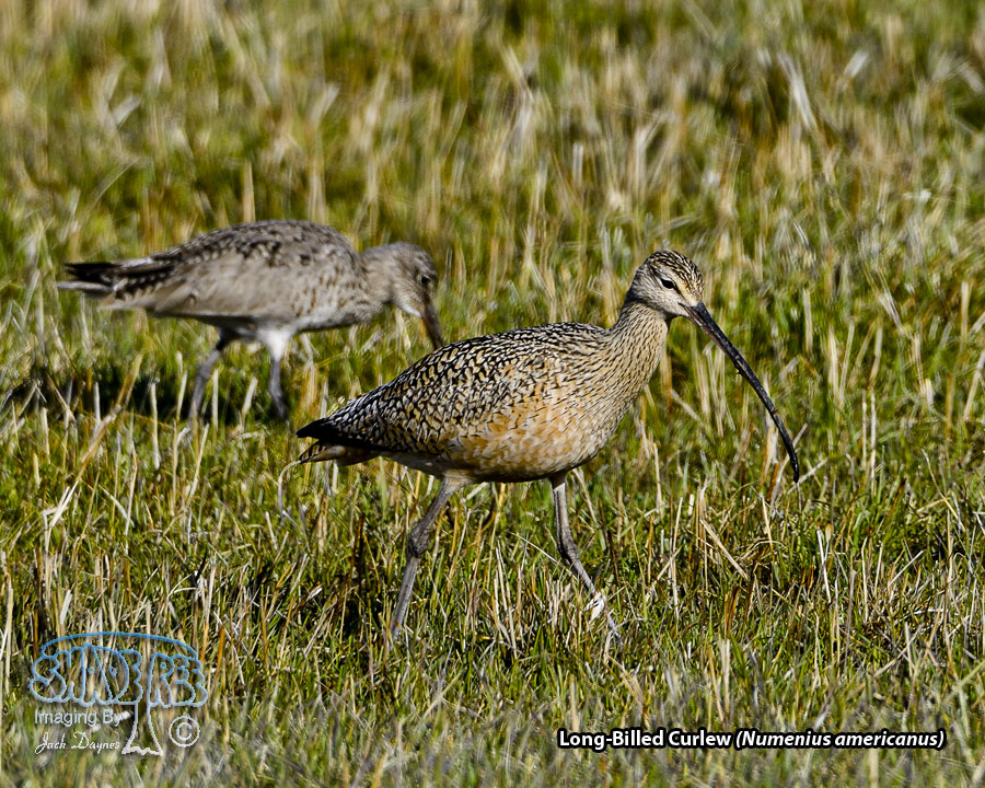 Long-Billed Curlew - Numenius americanus