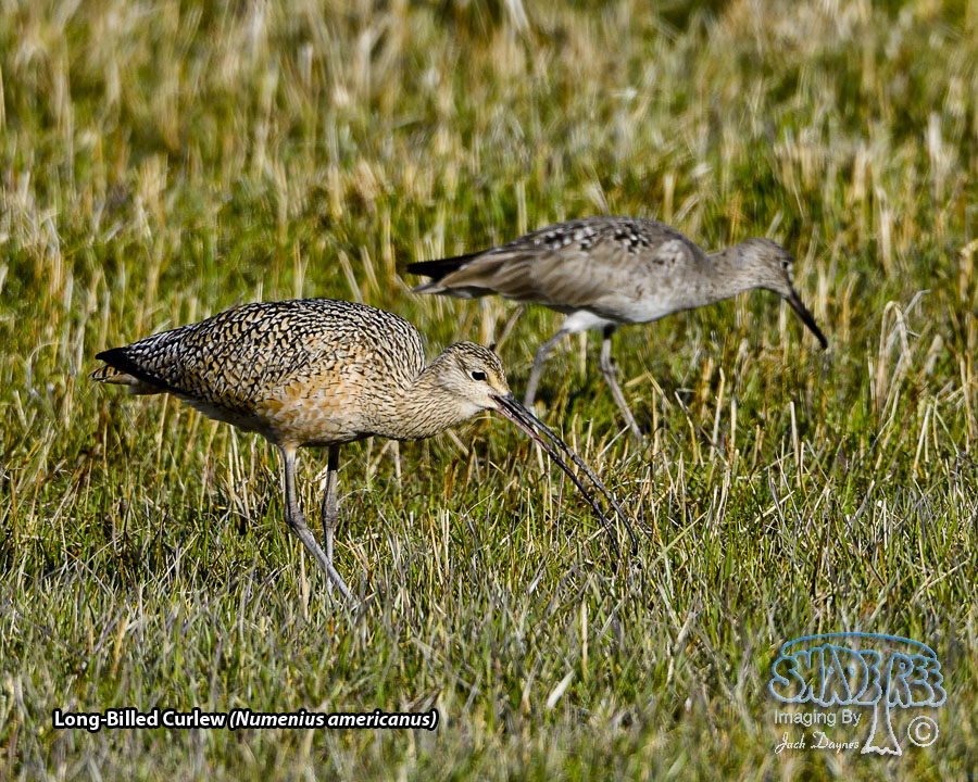 Long-Billed Curlew - Numenius americanus