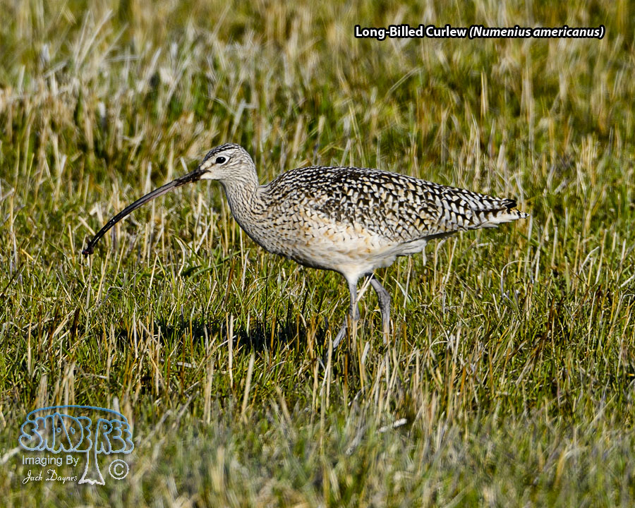 Long-Billed Curlew - Numenius americanus