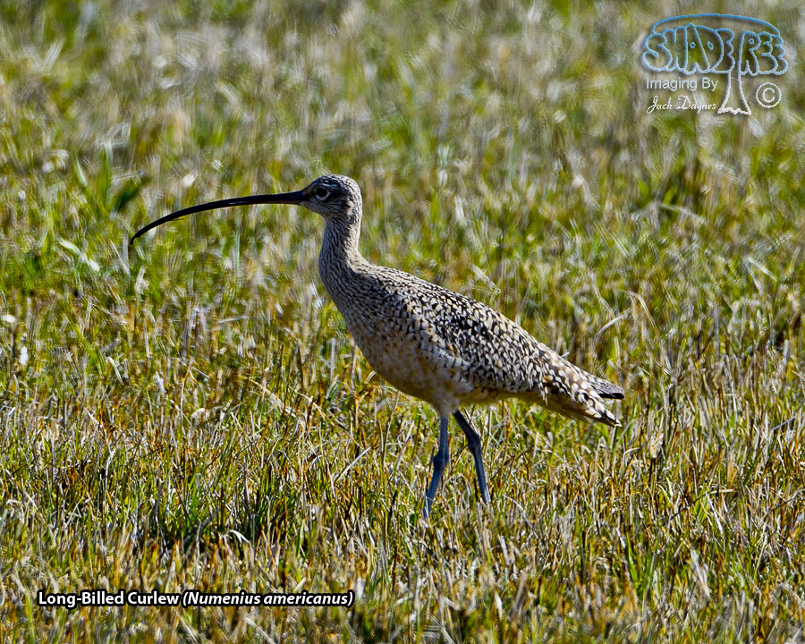 Long-Billed Curlew - Numenius americanus