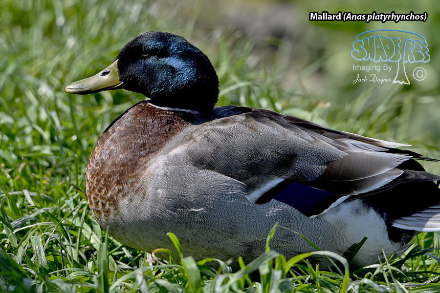 Mallard - Anas platyrhynchos