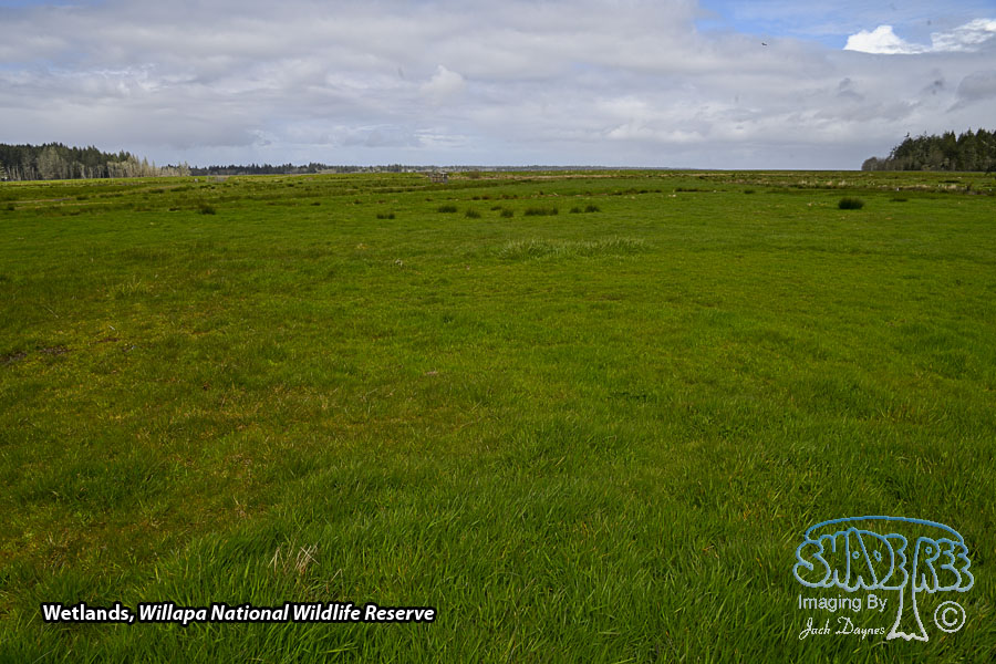 Willapa National Wildlife Reserve - Scenery