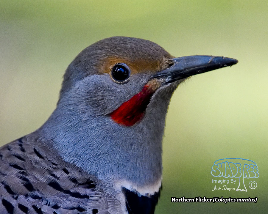 Northern Flicker - Colaptes auratus