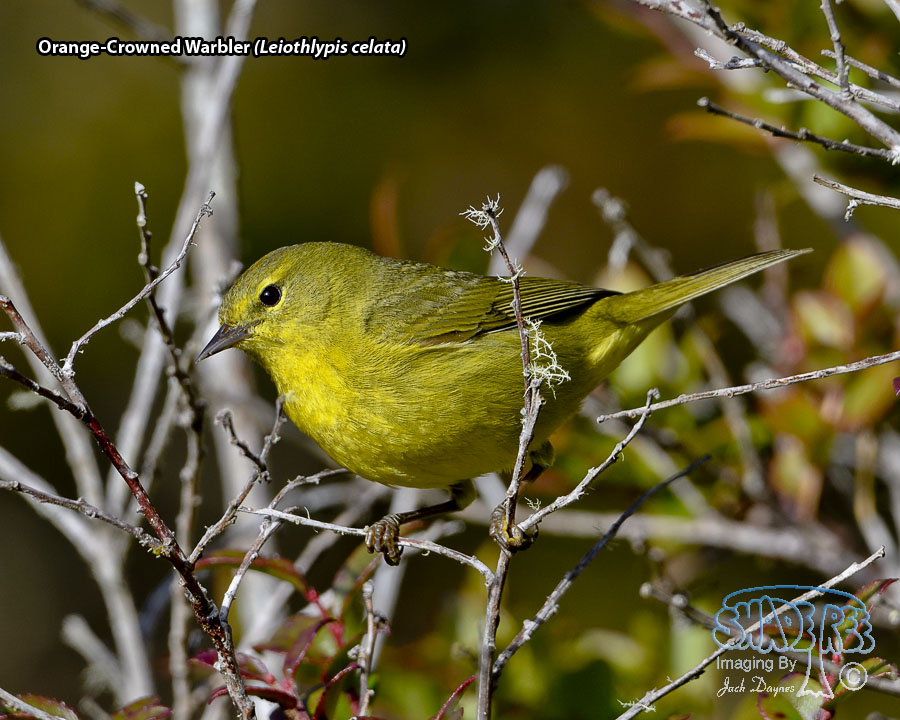 Orange-Crowned Warbler - Leiothlypis celata