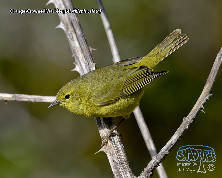 Orange-Crowned Warbler - Leiothlypis celata
