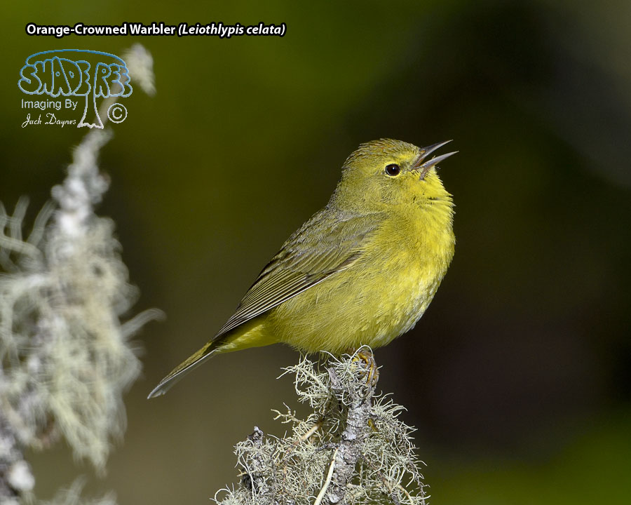 Orange-Crowned Warbler - Leiothlypis celata