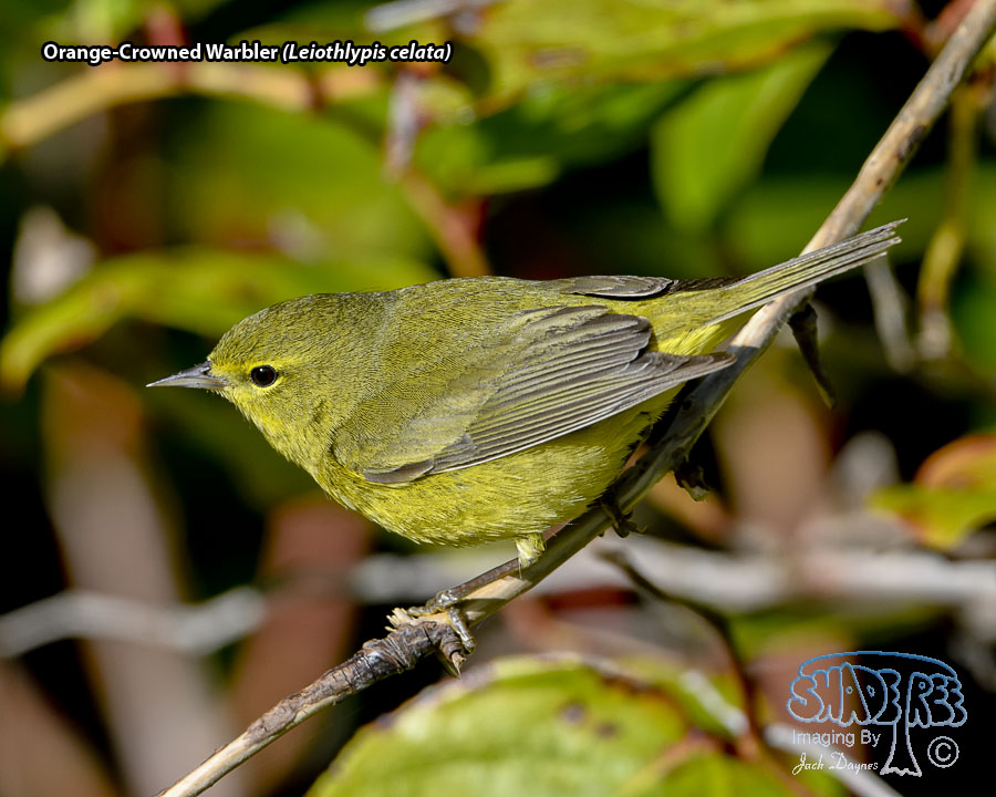 Orange-Crowned Warbler - Leiothlypis celata