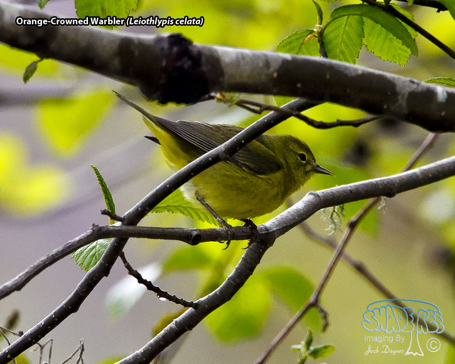 Orange-Crowned Warbler - Leiothlypis celata