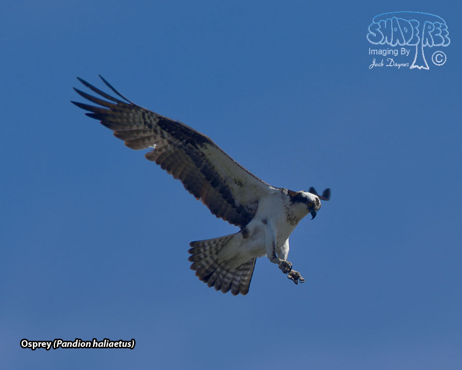 Osprey - Pandion haliaetus