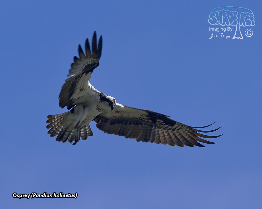 Osprey - Pandion haliaetus