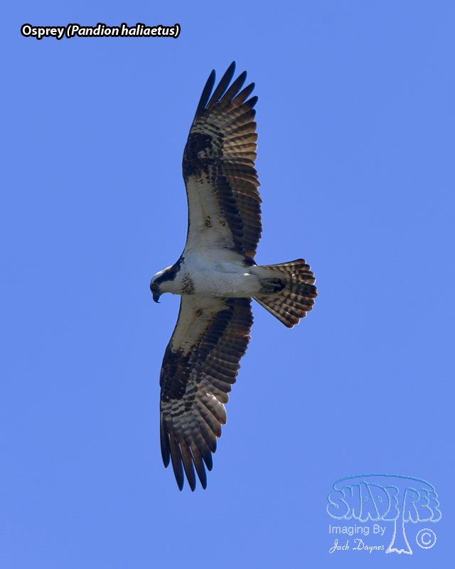 Osprey - Pandion haliaetus