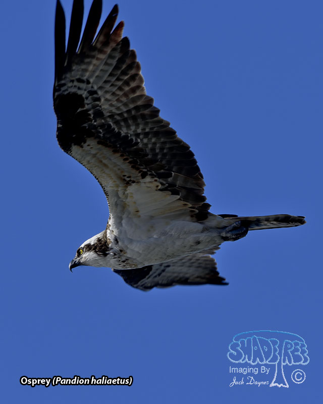 Osprey - Pandion haliaetus