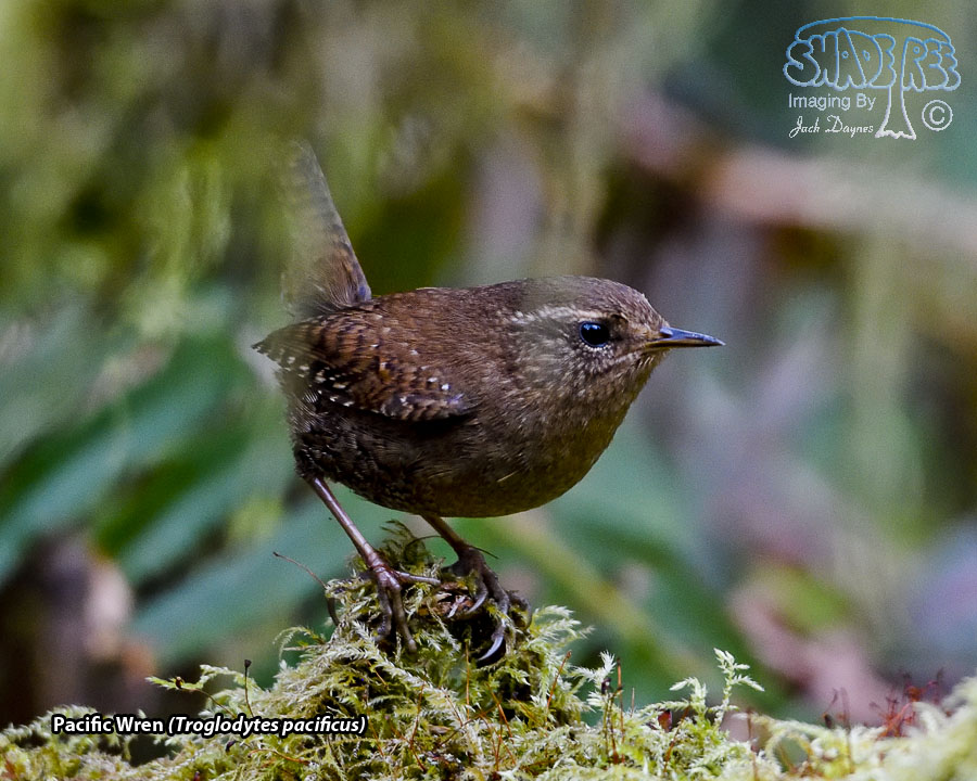 Pacific Wren - Troglodytes pacificus