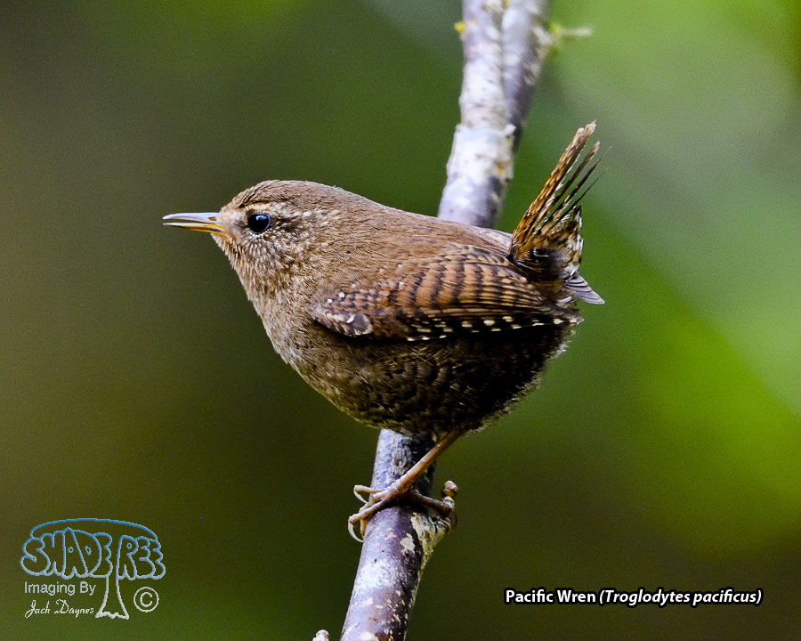 Pacific Wren - Troglodytes pacificus