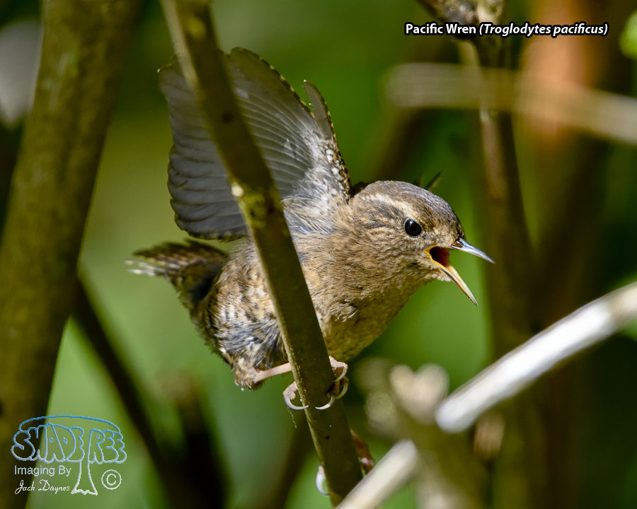 Pacific Wren - Troglodytes pacificus