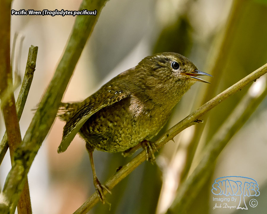 Pacific Wren - Troglodytes pacificus