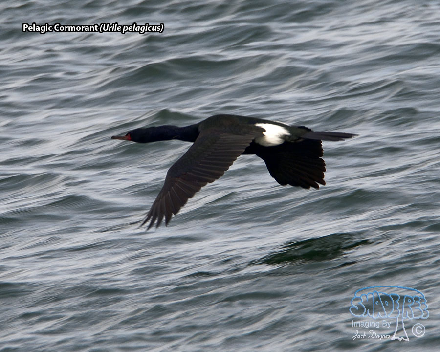 Pelagic Cormorant - Urile pelagicus
