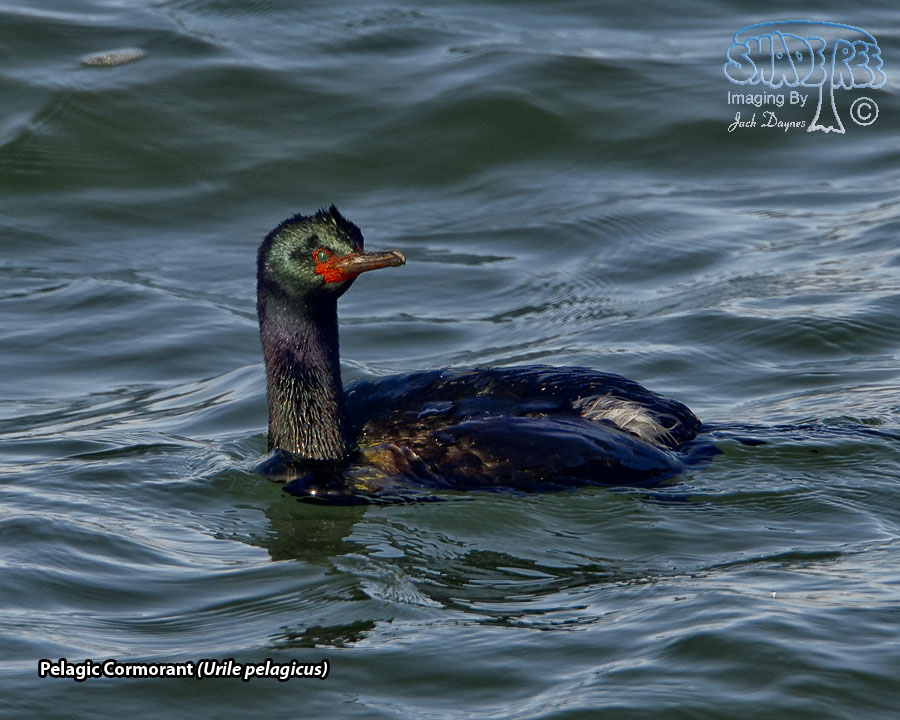 Pelagic Cormorant - Urile pelagicus
