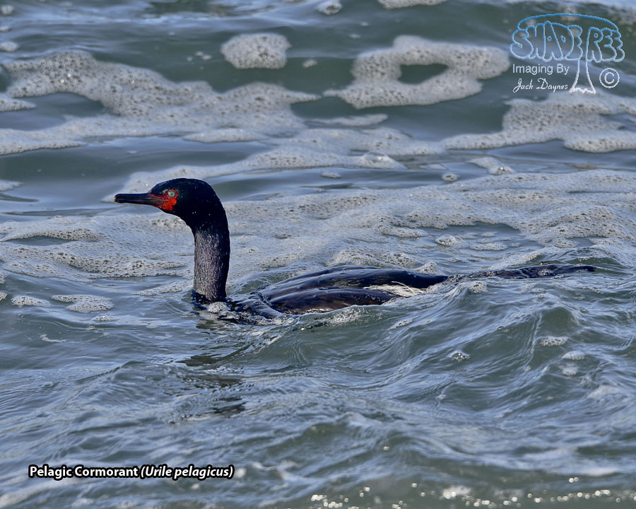 Pelagic Cormorant - Urile pelagicus