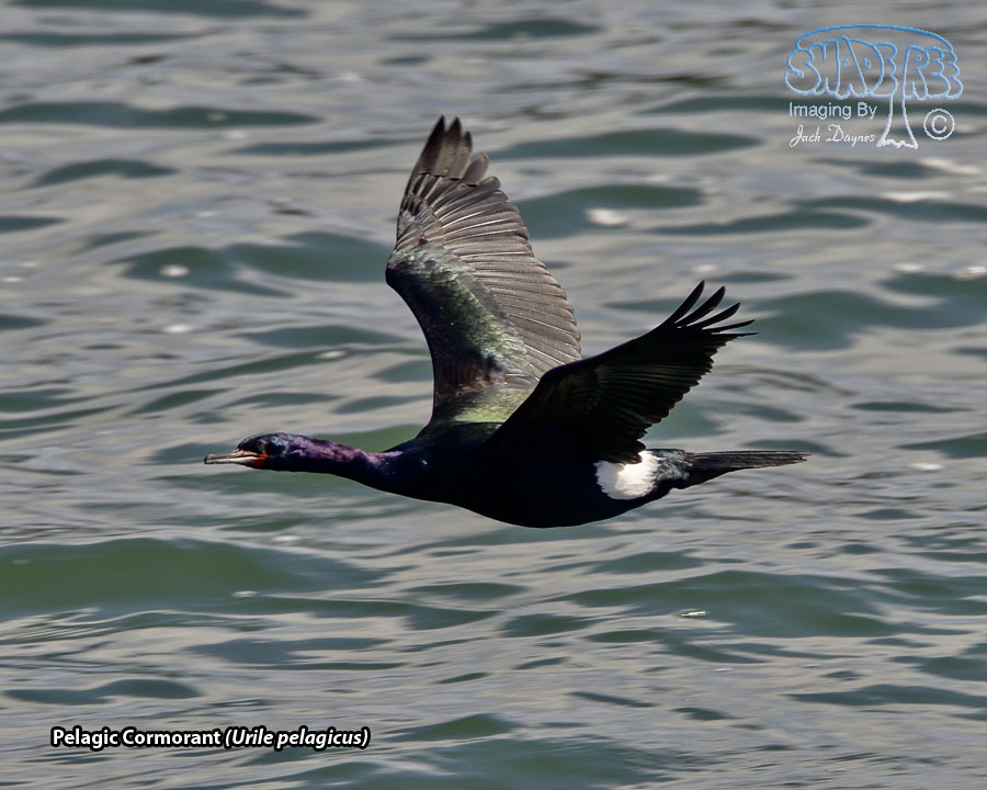 Pelagic Cormorant - Urile pelagicus