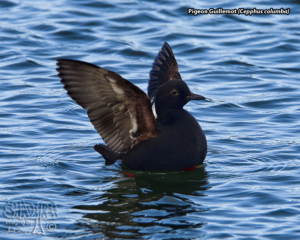 2022-03-31 Thursday In Coos Bay