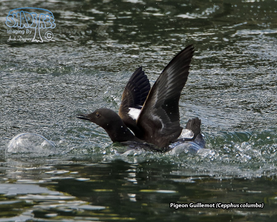 Pigeon Guillemot - Cepphus columba